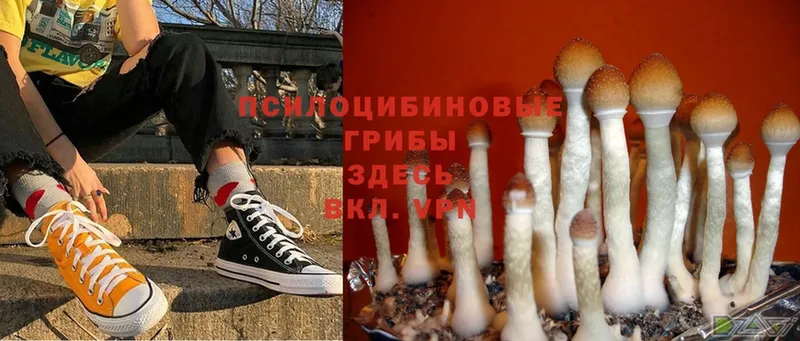 Псилоцибиновые грибы Psilocybine cubensis  Верхняя Пышма 